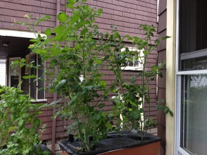 Aphid-free